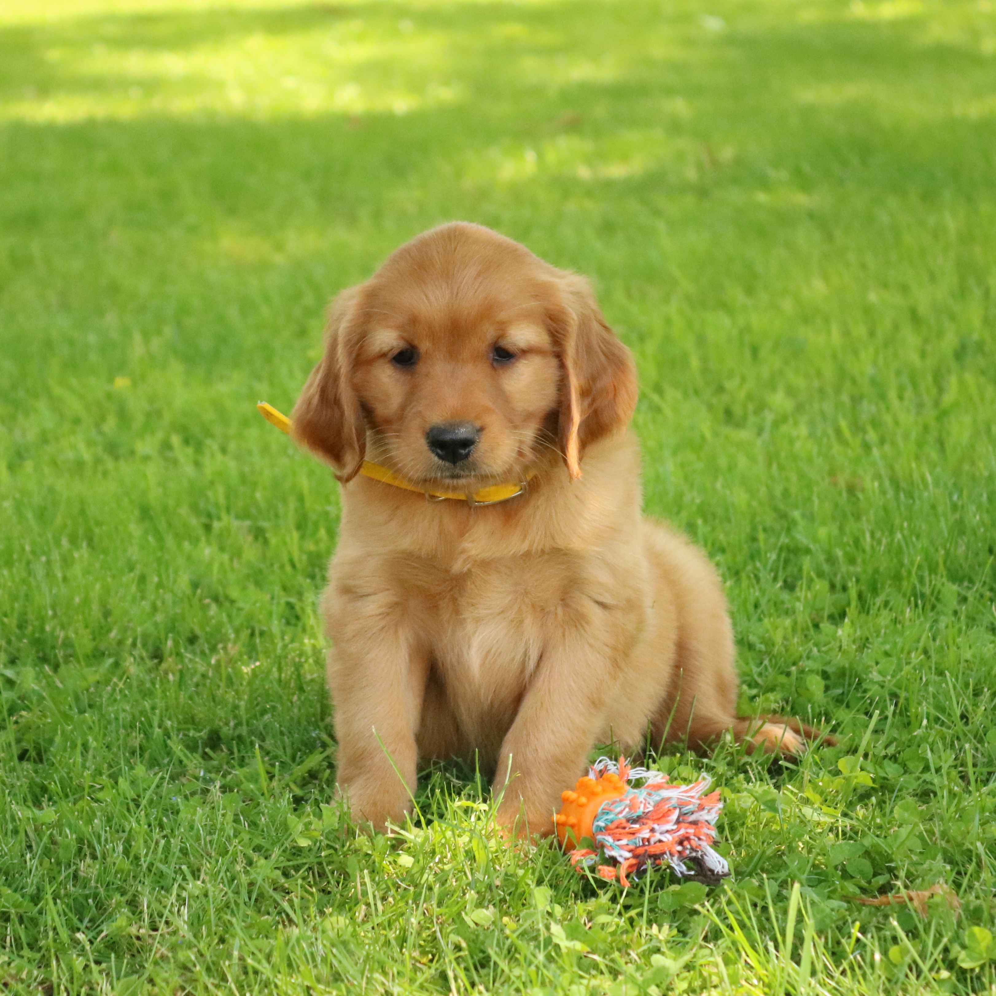 puppy, for, sale, Mini Golden Retriever, Ivan J. Stoltzfus, dog, breeder, Gordonville, PA, dog-breeder, puppy-for-sale, forsale, nearby, find, puppyfind, locator, puppylocator, aca